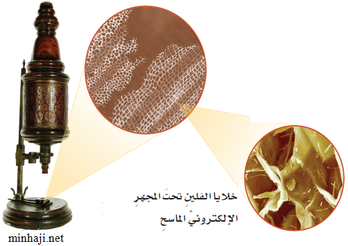 خلايا الفلين تحت المجهر خلايا الفلين تحت المجهر